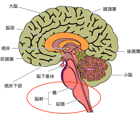 脳幹イメージ